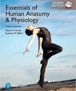 Essentials of Human Anatomy 038 Physiology 12th Global