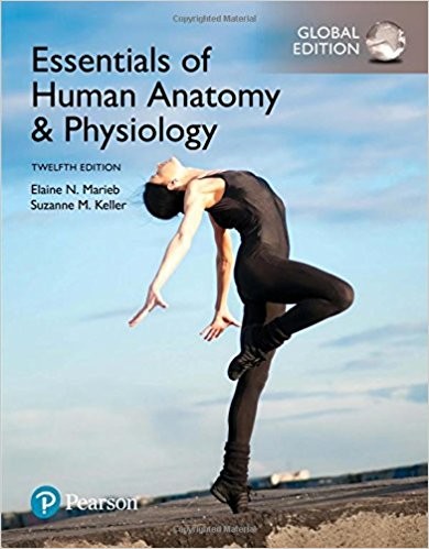 Essentials of Human Anatomy 038 Physiology 12th Global