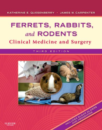 Ferrets Rabbits and Rodents Clinical Medicine and Surgery 3rd 8211 3rd